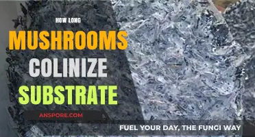 Understanding Mushroom Colonization: Substrate Timeframe and Growth Factors