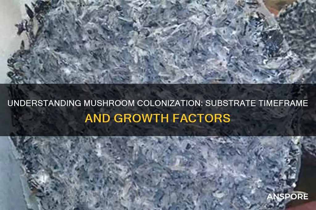 how long mushrooms colinize substrate