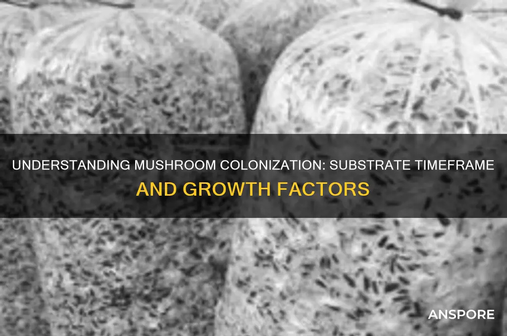 how long mushrooms colonize substrate