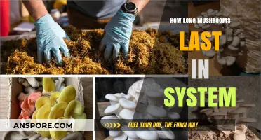 How Long Do Mushrooms Stay in Your System?