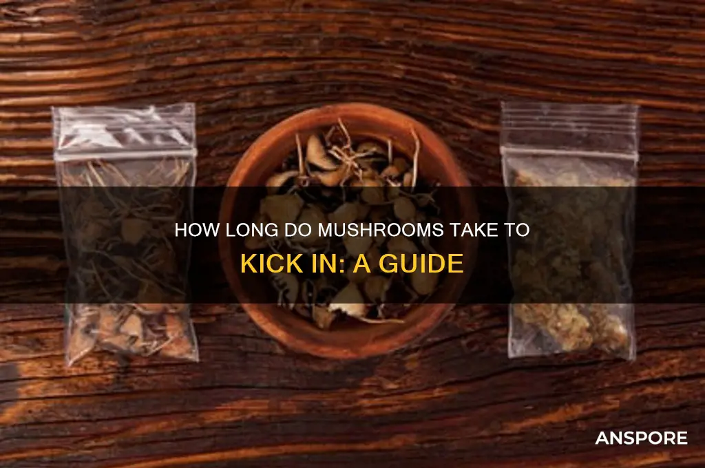 how long mushrooms take efgect