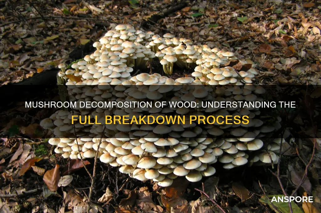 how long mushrooms to fully decompose wood