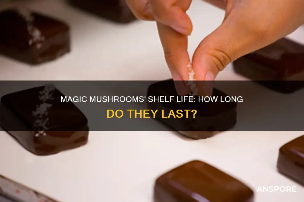 how long of a shelf life does magic mushroom have