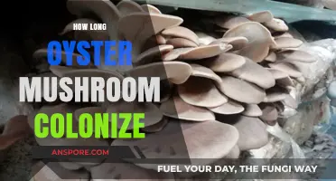 Oyster Mushroom Colonization Timeline: Understanding Growth and Factors