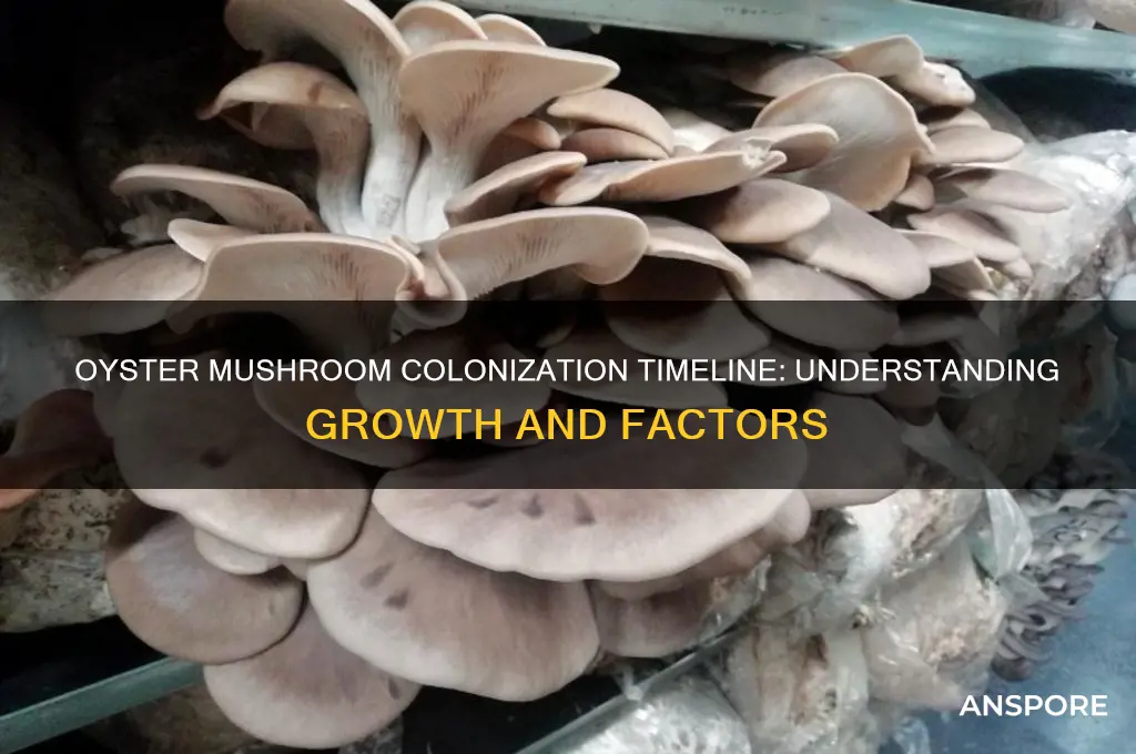 how long oyster mushroom colonize