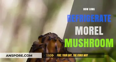 Proper Refrigeration Time for Fresh Morel Mushrooms: A Guide