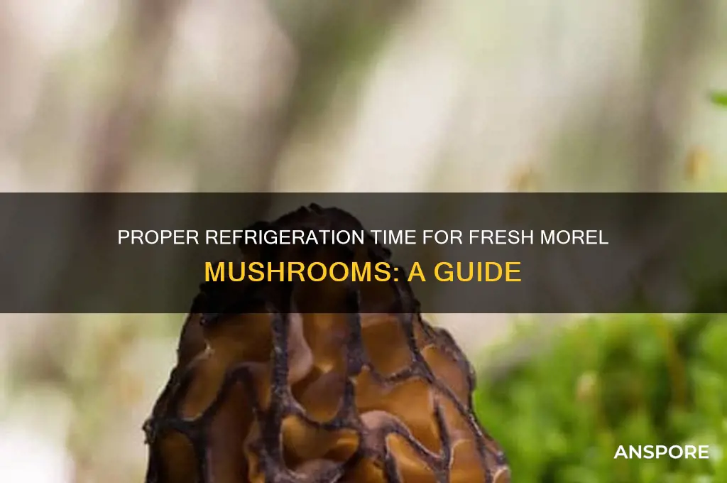 how long refrigerate morel mushrooms
