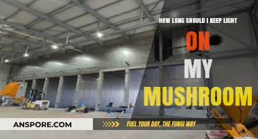Optimal Lighting Duration for Mushroom Growth: A Comprehensive Guide