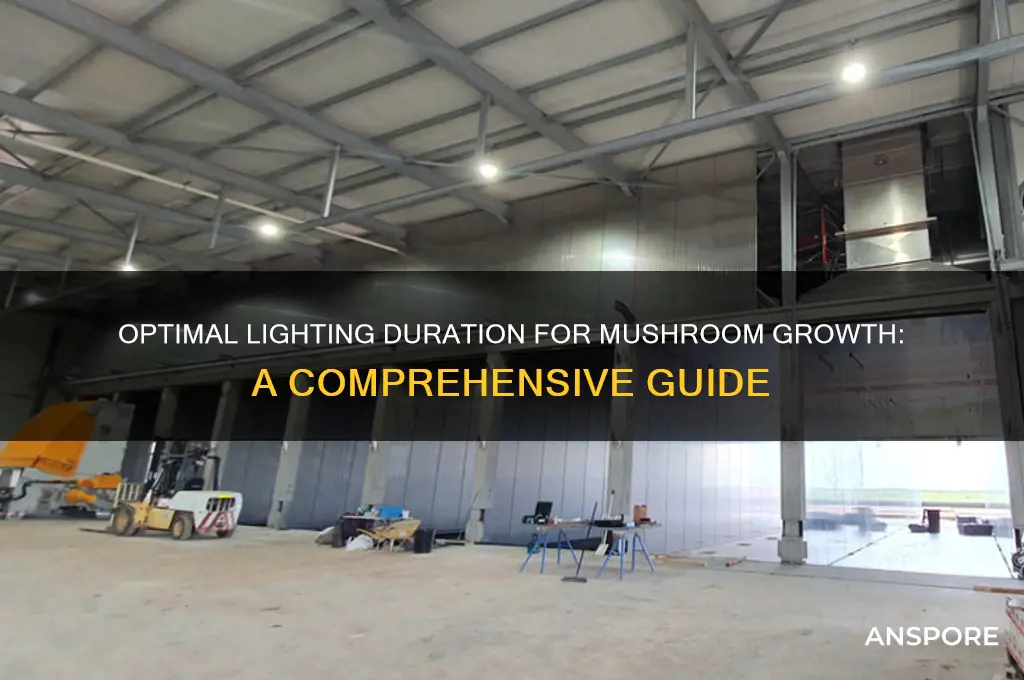how long should i keep light on my mushrooms