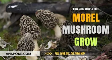 Optimal Morel Mushroom Growth: Timing Tips for Perfect Harvests