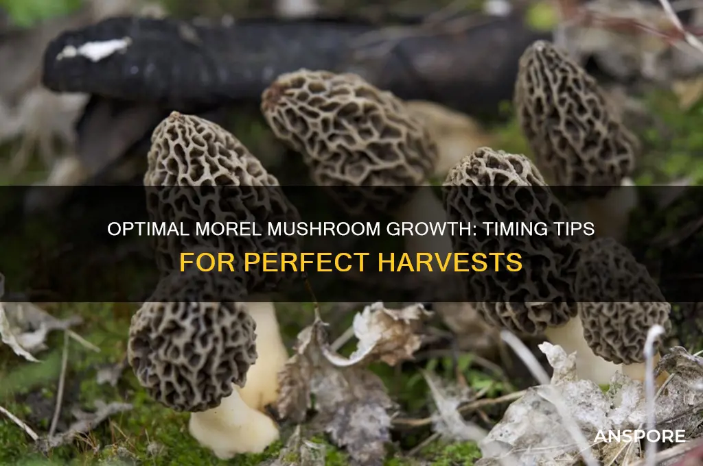 how long should i let morel mushrooms grow