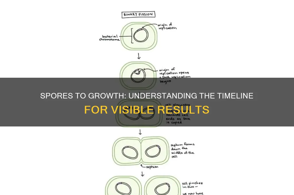 how long should i see growth from spores