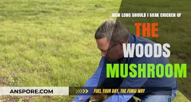 Perfect Soaking Time for Chicken of the Woods Mushrooms: A Guide