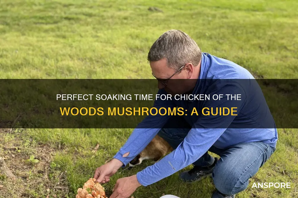 how long should i soak chicken of the woods mushrooms