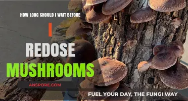 Timing Your Mushroom Redose: A Guide to Safe and Effective Use