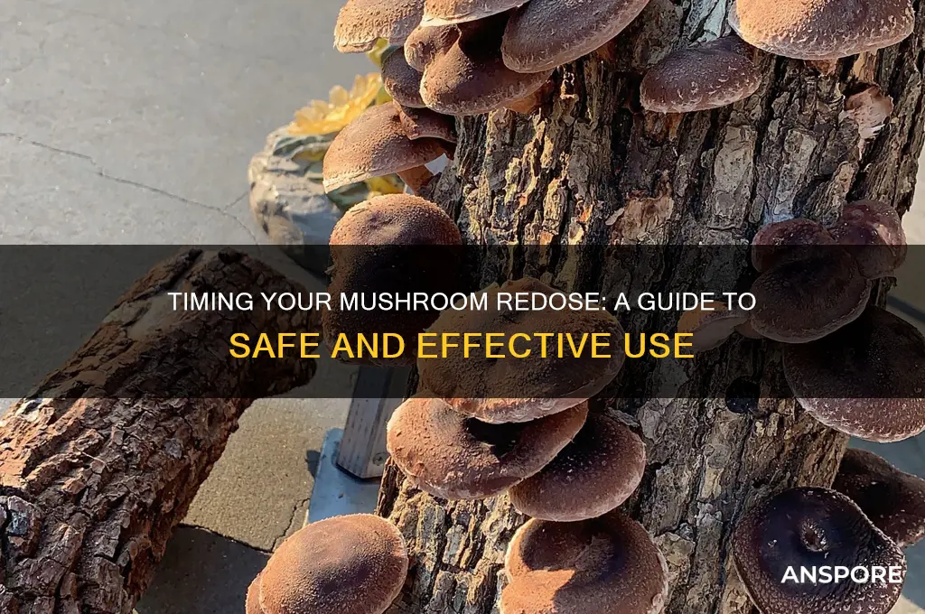 how long should i wait before i redose mushrooms