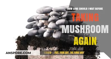 Safe Mushroom Redosing: Timing Your Next Trip Responsibly