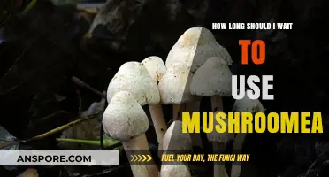 Timing Your Mushroom Harvest: When to Use Mushroom Ears Safely