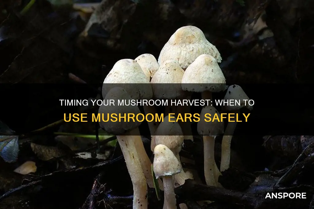 how long should i wait to use mushroomeas