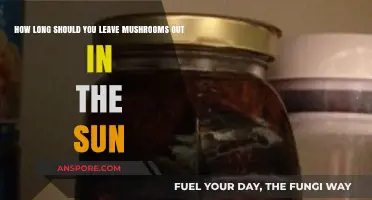 Sun-Drying Mushrooms: Optimal Time for Safe and Flavorful Preservation