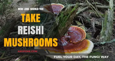 Optimal Reishi Mushroom Dosage: Timing and Benefits Explained