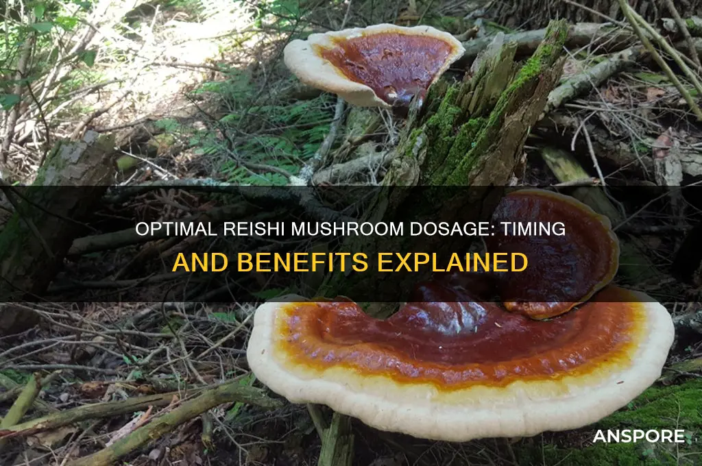 how long should you take reishi mushrooms
