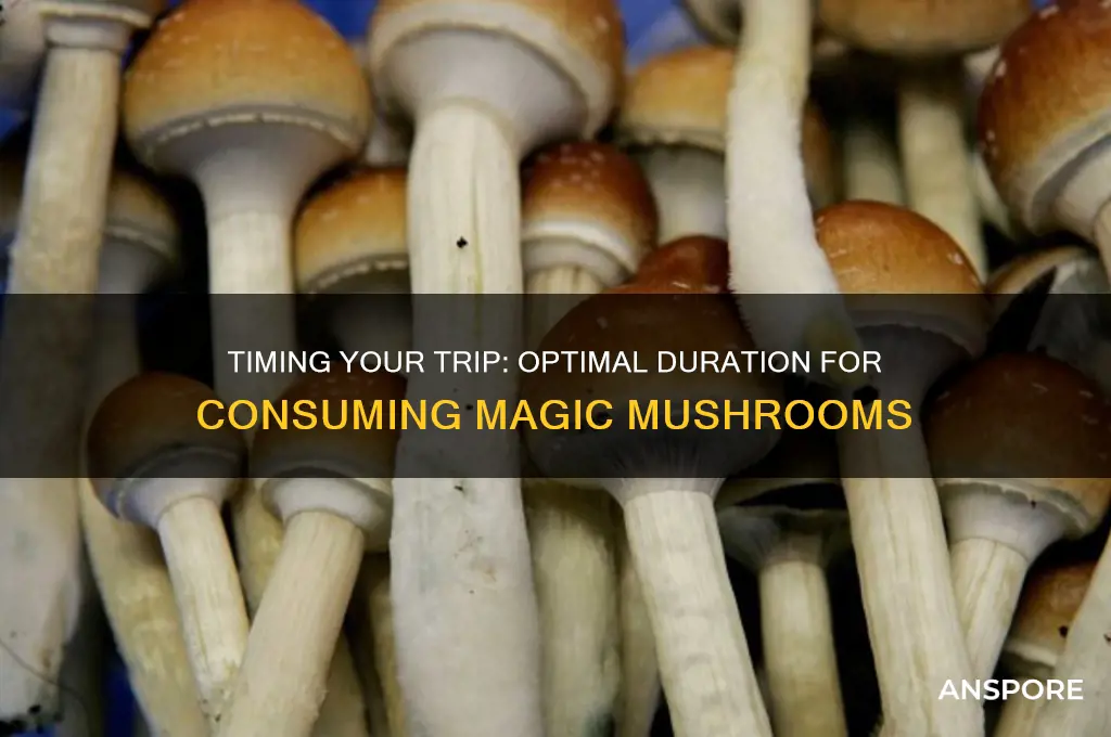 how long should you take to eat magic mushrooms