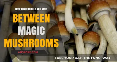 Timing Your Trips: Optimal Waiting Periods for Magic Mushrooms