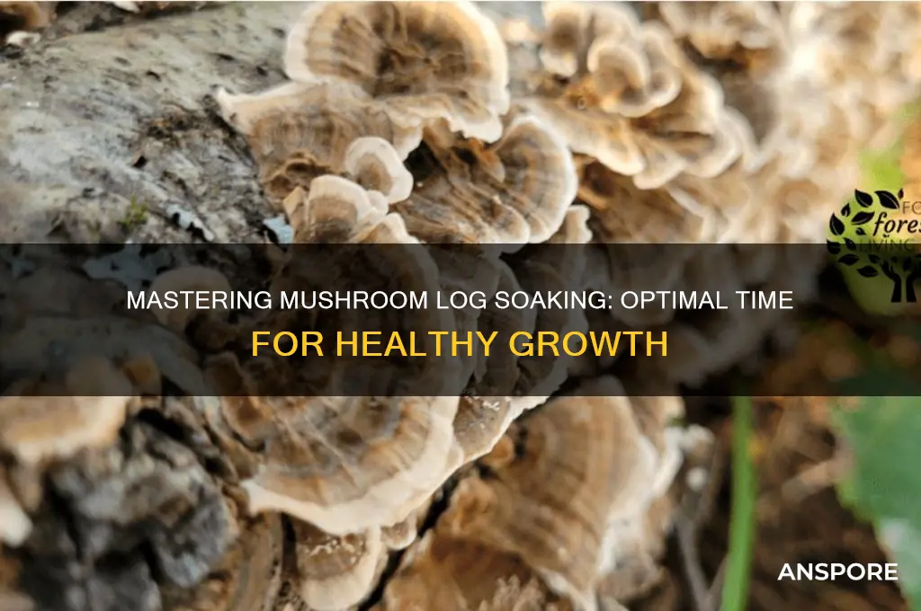 how long soak mushroom logs