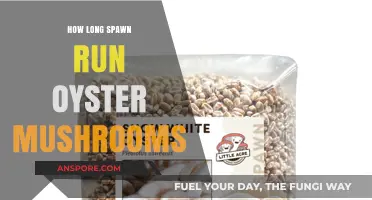 Mastering Oyster Mushroom Spawn Runs: Optimal Timing for Abundant Harvests