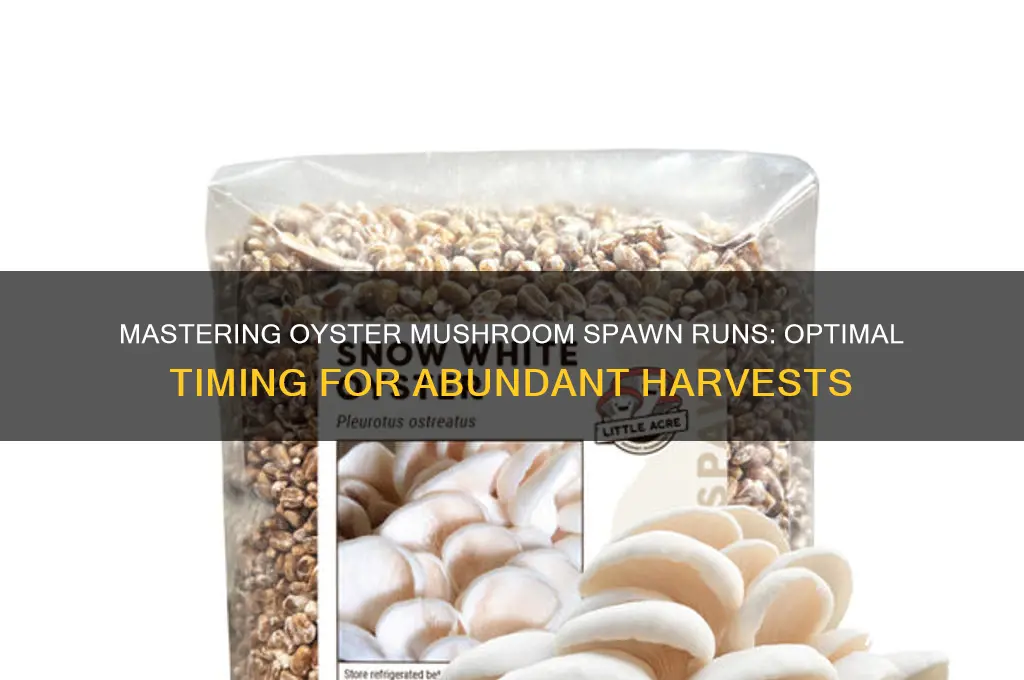 how long spawn run oyster mushrooms