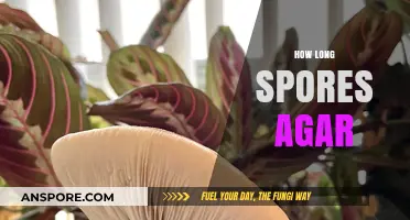 How Long Do Spores Take to Colonize Agar Plates?