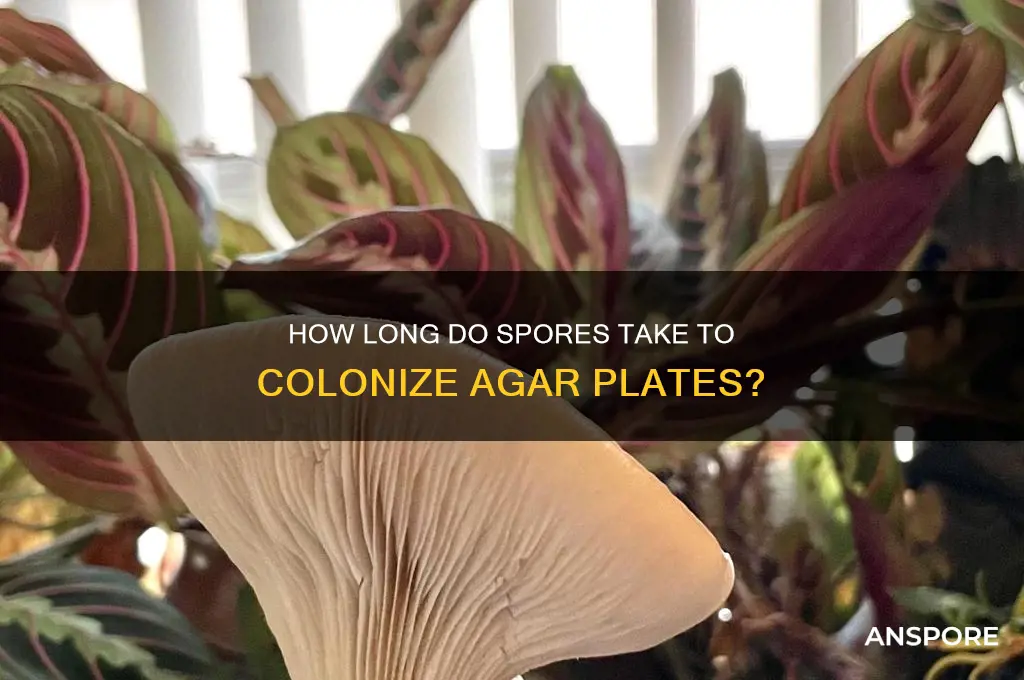 how long spores agar