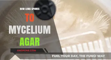 Spores to Mycelium: Agar Colonization Timeline Explained for Beginners