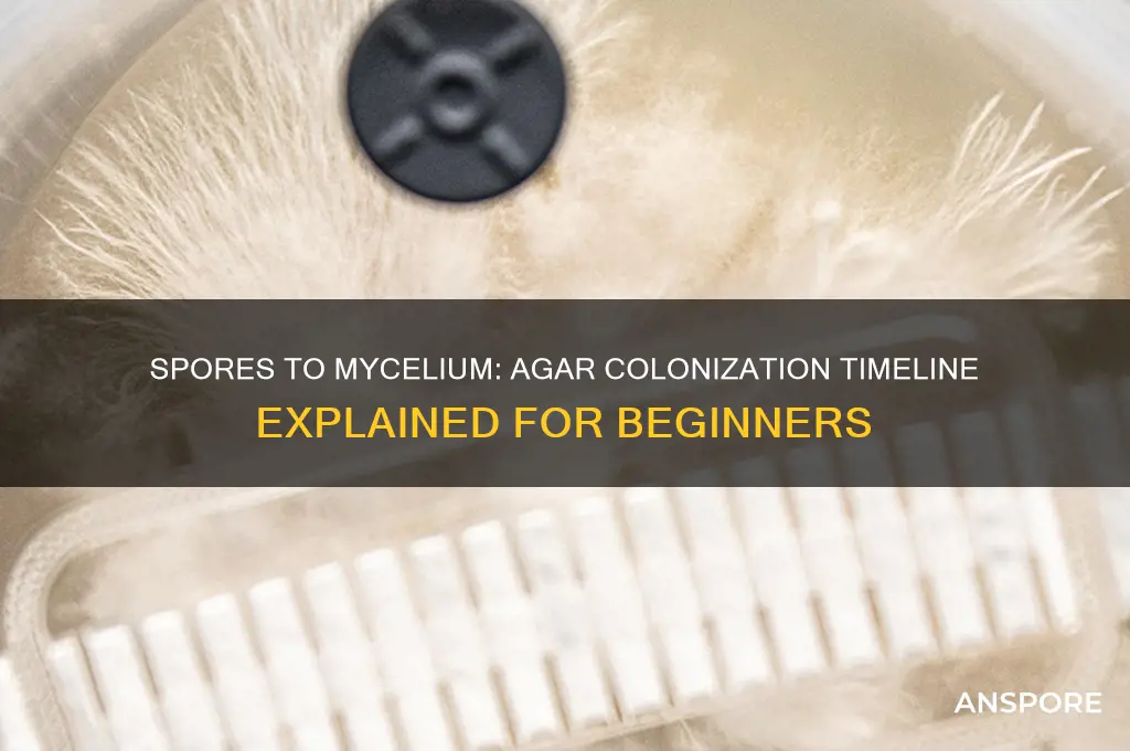 how long spores to mycelium agar