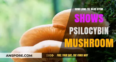 When Do Psilocybin Mushrooms Appear on Bluestem Grass?