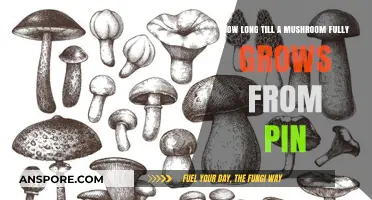 From Pin to Plate: Mushroom Growth Timeline Explained