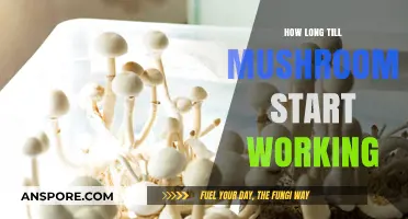 When Do Mushrooms Kick In? Timing and Effects Explained