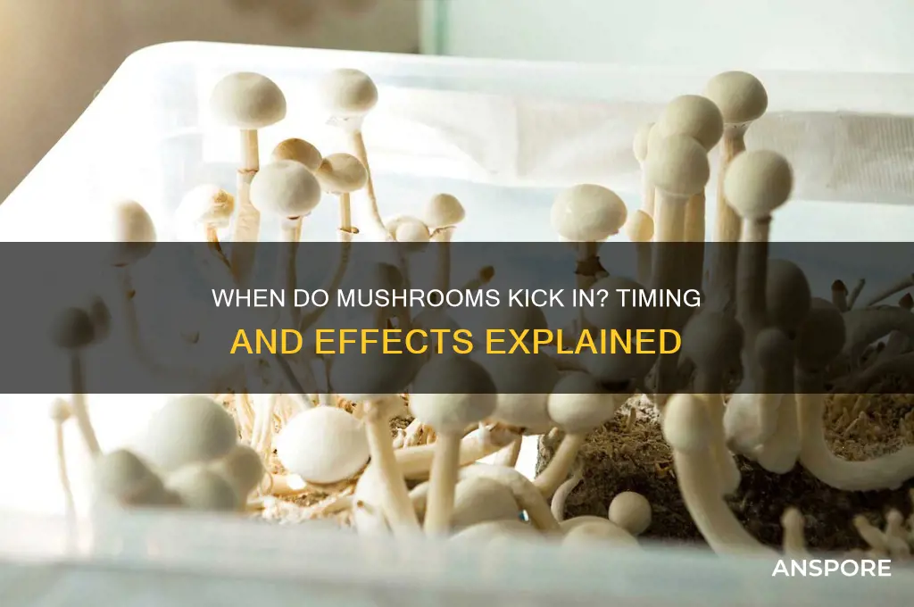 how long till mushrooms start working