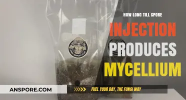 Spore Injection to Mycelium Growth: Understanding the Timeline for Success