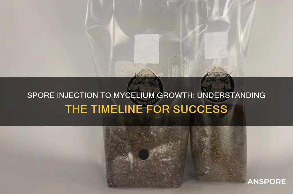 how long till spore injection produces mycellium