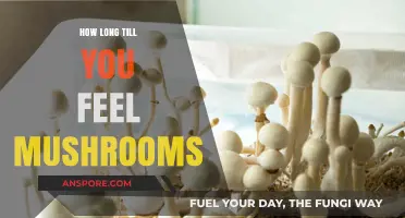 When Do Mushrooms Kick In? Timing and Effects Explained