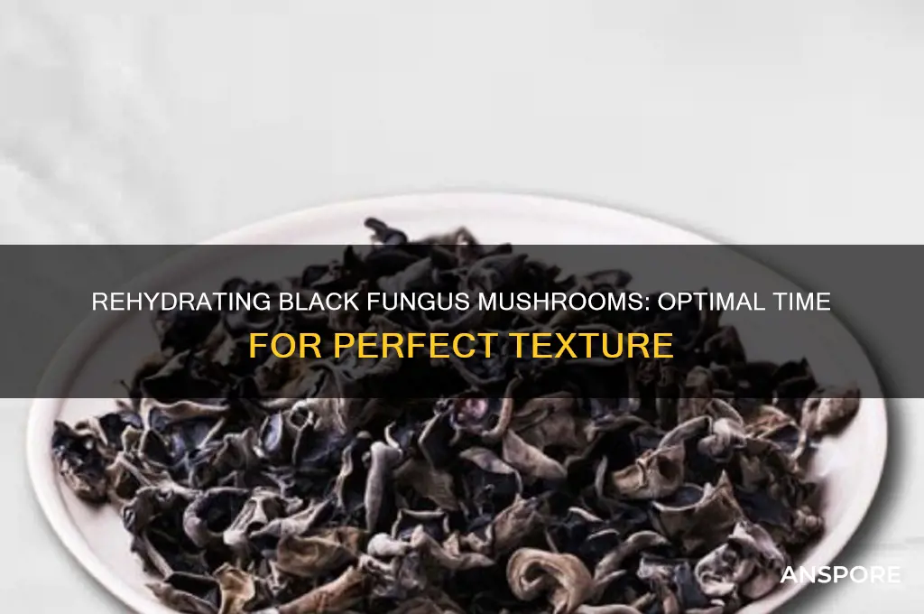 how long time to rehydrate black fungus mushroom