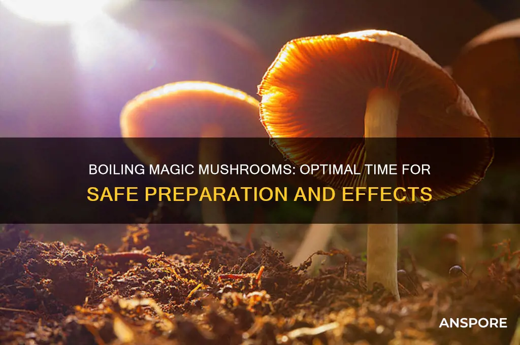 how long to boil magic mushrooms
