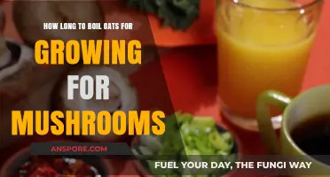 Boiling Oats for Mushroom Cultivation: Optimal Time for Perfect Growth