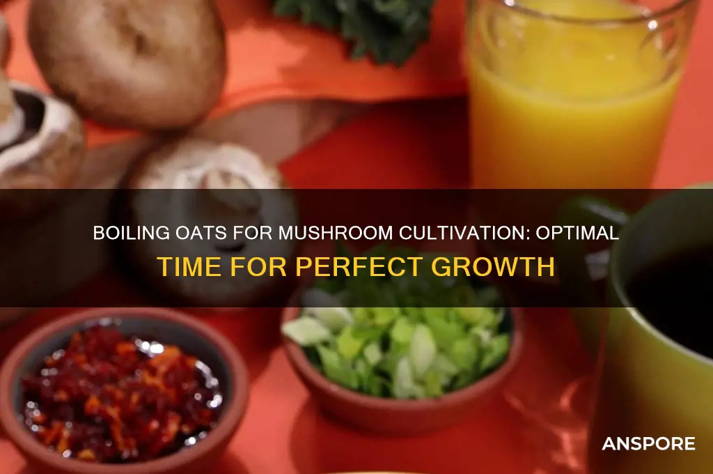 how long to boil oats for growing for mushrooms