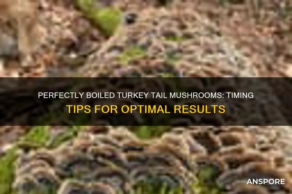 how long to boil turkey tail mushrooms