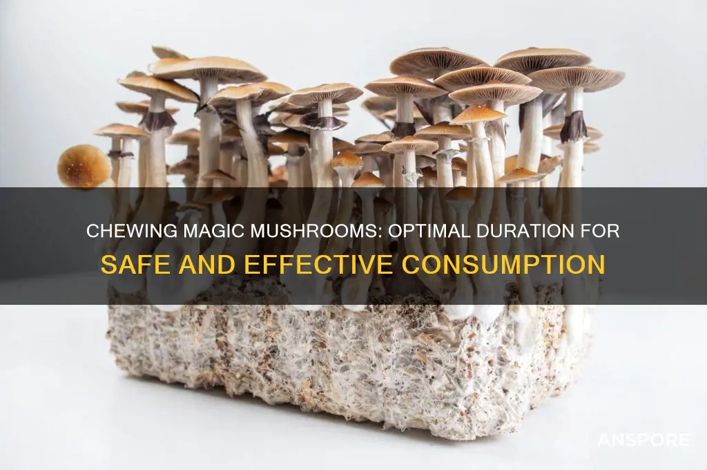 how long to chew magic mushrooms