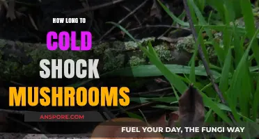 Cold Shocking Mushrooms: Optimal Timing for Enhanced Growth and Flavor