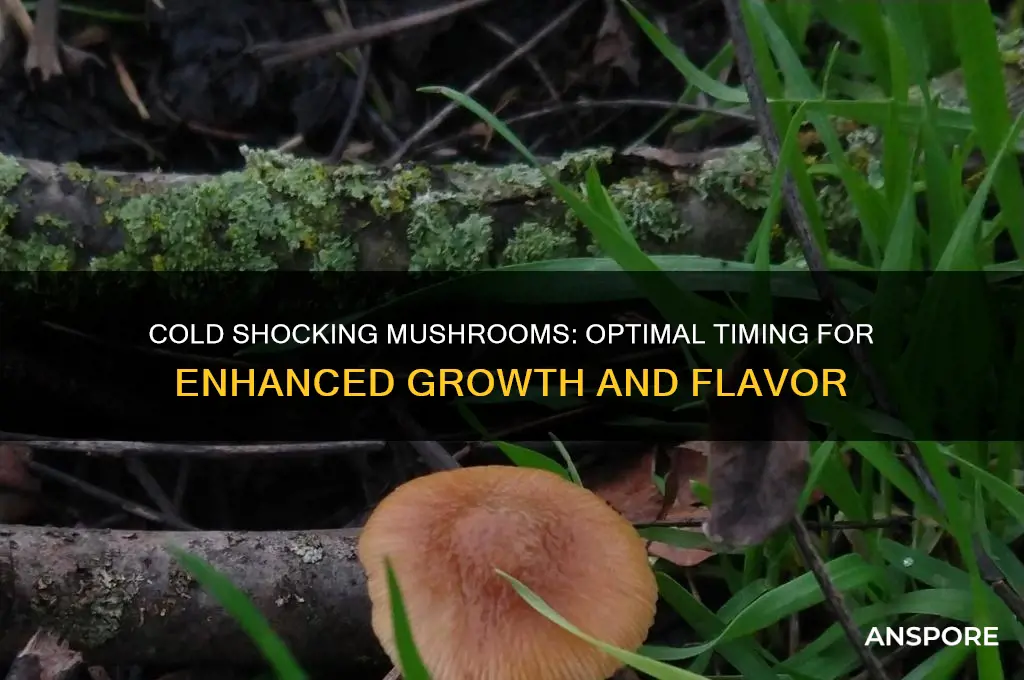 how long to cold shock mushrooms